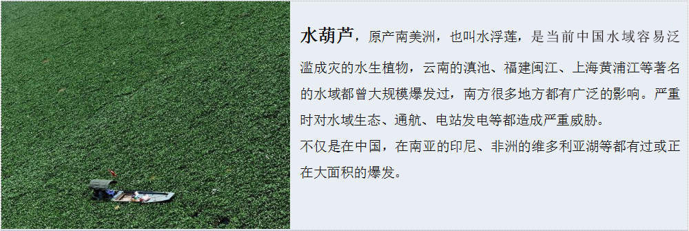 挖泥船解決江河湖海水草泛濫方案1